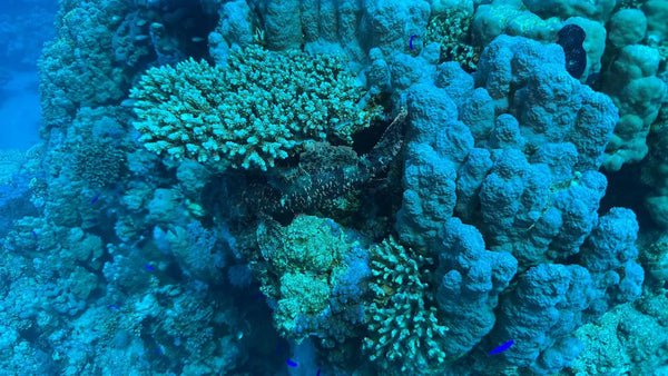 Sporttaucher